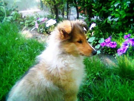 lassie3.jpg